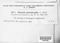 Auricularia auricula-judae image